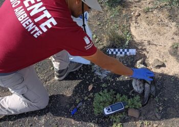More than 70 environmental complaints on Lanzarote