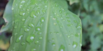 Rain to continue