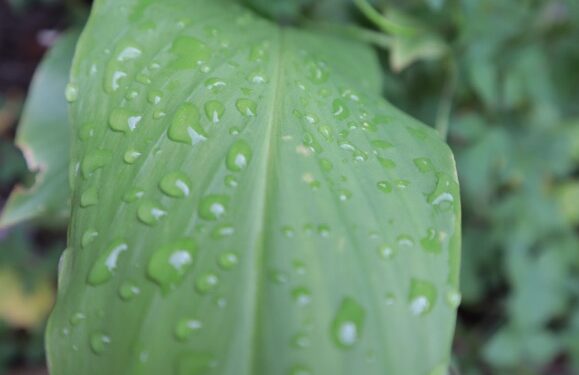 Rain to continue