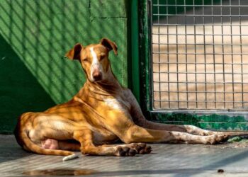 SARA Dog of the Month