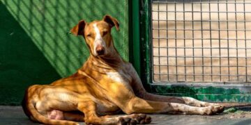 SARA Dog of the Month