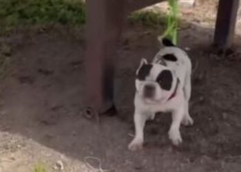 Dog found abandoned with no food or water in Tahíche