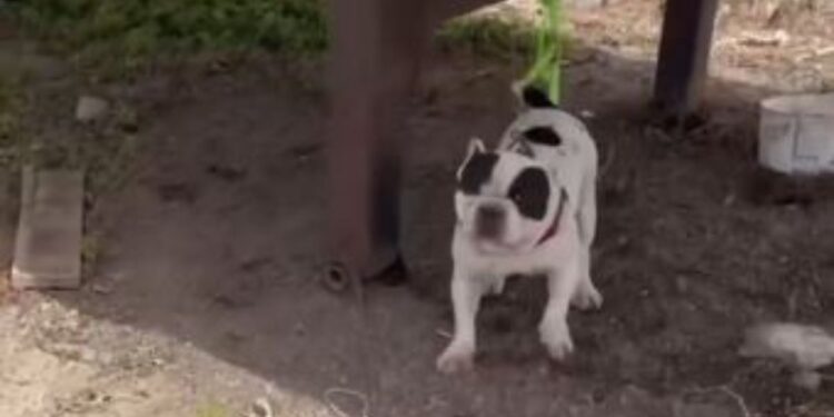 Dog found abandoned with no food or water in Tahíche