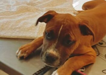 Ademal looking for owner of abandoned puppy