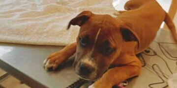 Ademal looking for owner of abandoned puppy