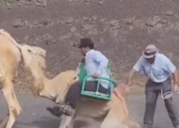 Action demanded over Camel abuse case