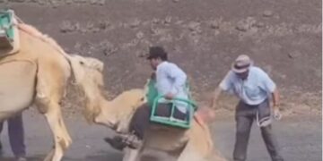Action demanded over Camel abuse case