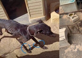 ADEMAL calls sentence for animal abuse case “unacceptable”