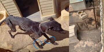 ADEMAL calls sentence for animal abuse case “unacceptable”