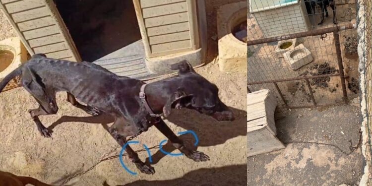 ADEMAL calls sentence for animal abuse case “unacceptable”