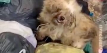 ADEMAL denounce abandoned dog