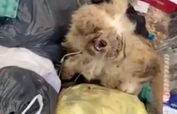 ADEMAL denounce abandoned dog