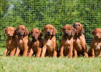 Animal law may ban unauthorised pet breeding