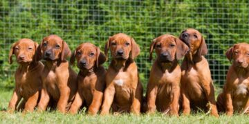 Animal law may ban unauthorised pet breeding