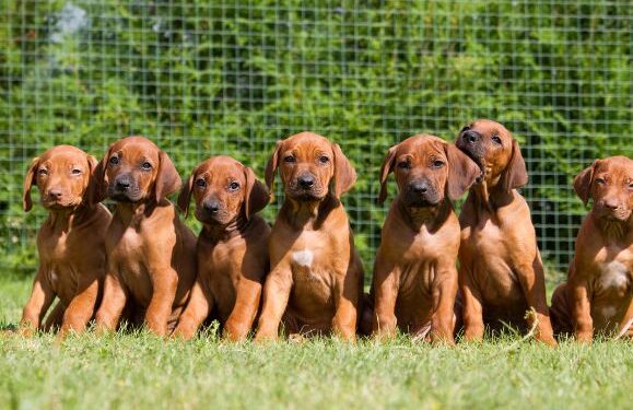 Animal law may ban unauthorised pet breeding