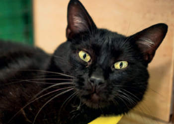 Animals of the month!