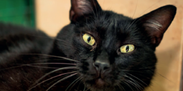 Animals of the month!