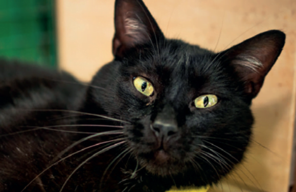 Animals of the month!