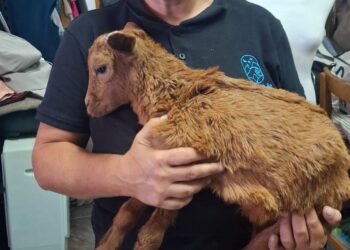Little goat captures hearts on Lanzarote
