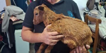 Little goat captures hearts on Lanzarote