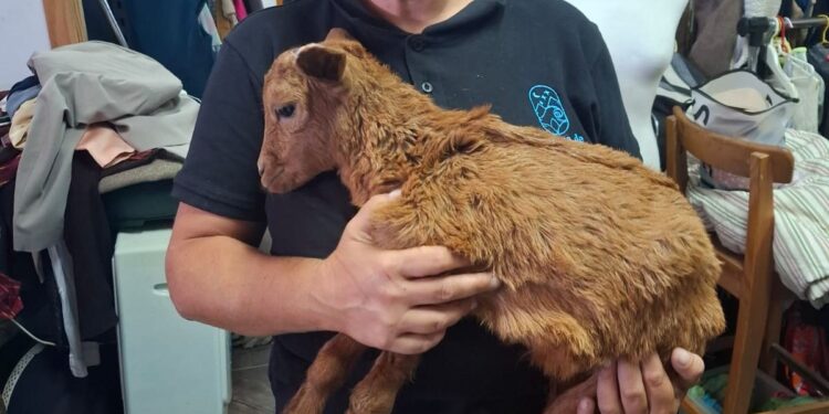 Little goat captures hearts on Lanzarote