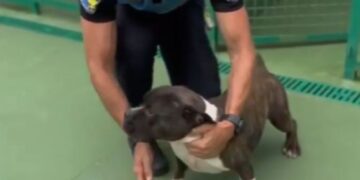 Arrecife police visit rescued dog “Bambam”