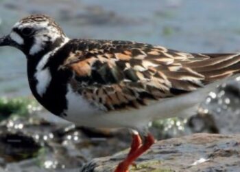 Lanzarote’s beachcombers