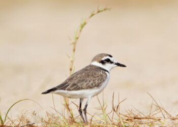 Bonfire cancelled to save the plover