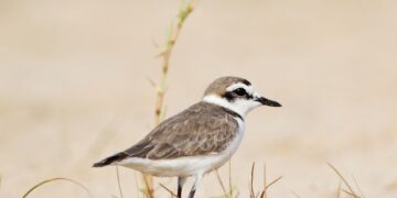 Bonfire cancelled to save the plover