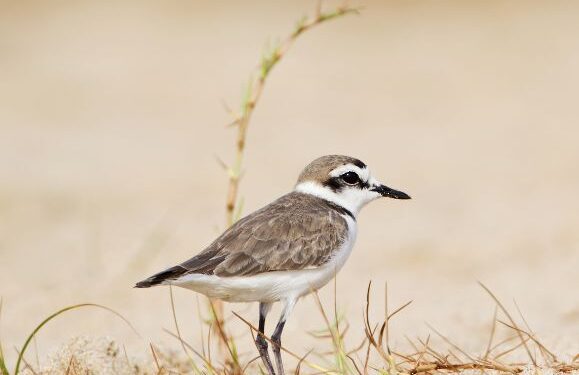 Bonfire cancelled to save the plover