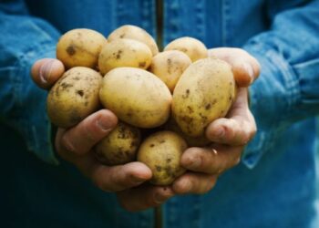 Welcome back, British spuds