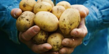 Welcome back, British spuds