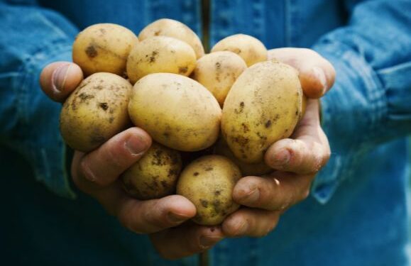 Welcome back, British spuds