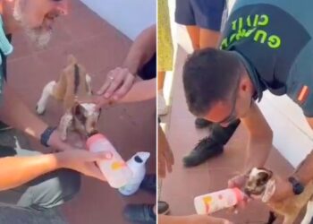 Tourists rescue baby goat in Fuerteventura