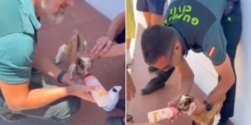 Tourists rescue baby goat in Fuerteventura