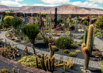 Cactus Garden Closed