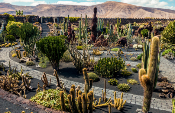 Cactus Garden Closed