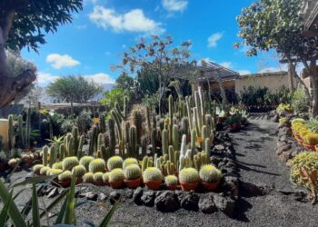 The largest selection of cacti