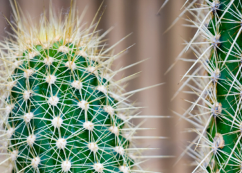 Cactus Discovery