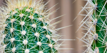 Cactus Discovery