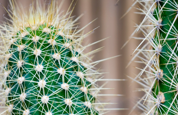Cactus Discovery