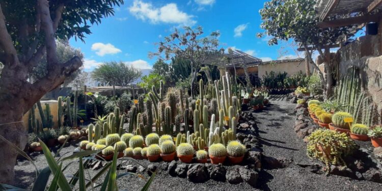 The largest selection of cacti