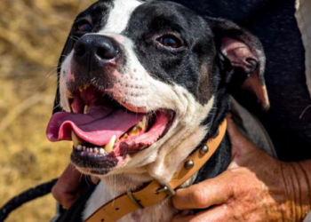 Sara Dog of the Month: Cadillac
