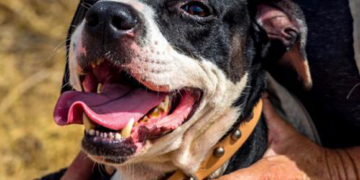 Sara Dog of the Month: Cadillac