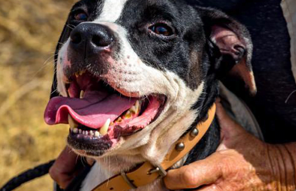 Sara Dog of the Month: Cadillac