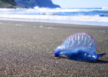 Calm down about the jellyfish!