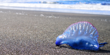 Calm down about the jellyfish!