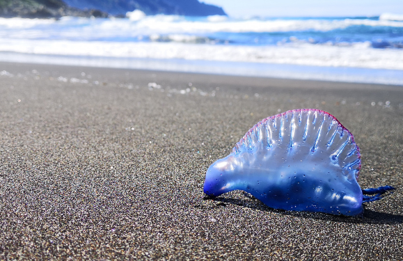 Calm down about the jellyfish!