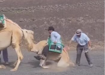 Camel abuse controversy