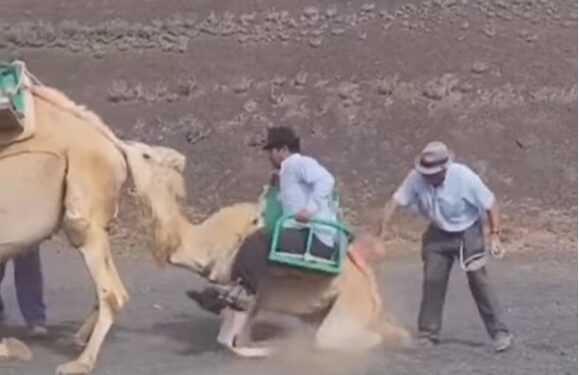 Camel abuse controversy
